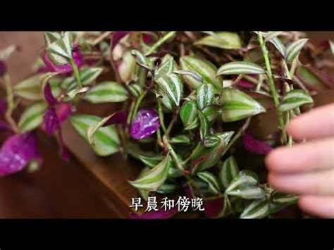 吊竹梅风水|化煞旺宅：吊竹梅密技